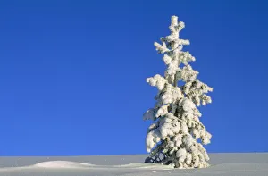 Sunlight on a Tall, Snow Covered Pine Tree Sunlight on a Tall, Snow Covered Pine Tree