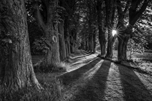 Sunrays among trees in a tree alley, Denmark Sunrays among trees in a tree alley, Denmark