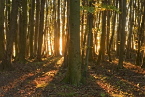 Sunrise in the beech forest in Jasmund National Park, UNESCO World Natural Heritage Site Sunrise in the beech forest in Jasmund National Park, UNESCO World Natural Heritage Site