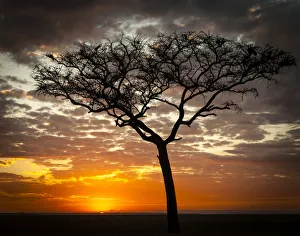 Sunrise, Masai Mara National Reserve, Kenya Sunrise, Masai Mara National Reserve, Kenya