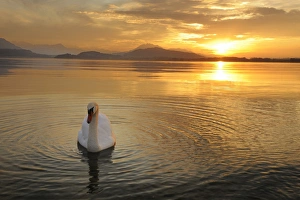 Sunset on Lake Zug with mute swan -Cygnus olor-, Canton of Zug, Central Switzerland Sunset on Lake Zug with mute swan -Cygnus olor-, Canton of Zug, Central Switzerland
