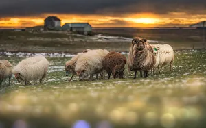 a sunset landscape with sheep herd in Iceland a sunset landscape with sheep herd in Iceland
