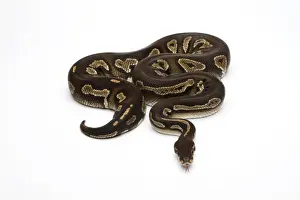 Prints of Super Black Head Ball Python or Royal Python -Python regius- Ball Python Prints: Super Black Head Ball Python Print
