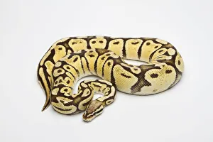 Super Pastel Vanilla Ball Python or Royal Python -Python regius-, female Super Pastel Vanilla Ball Python or Royal Python -Python regius-, female