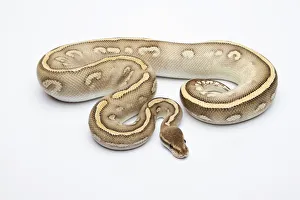 Super Phantom Ball Python or Royal Python -Python regius-, male Super Phantom Ball Python or Royal Python -Python regius-, male