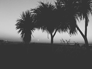<b class=qtipBold><figcaption>Supermoon palm trees</figcaption></b><br>Worthing seafront Supermoon.<br><em>© angelacollier2015</em> Supermoon palm trees