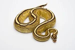 Superstripe Ball Python or Royal Python -Python regius-, male Superstripe Ball Python or Royal Python -Python regius-, male