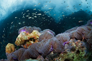 <b class=qtipBold><figcaption>At surf zone</figcaption></b><br>Sail rock. Alone standing rock at Siam gulf.Waves under the surface of the sea<br><em>© Andrey Narchuk</em> At surf zone