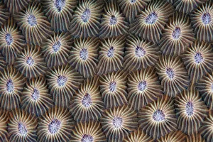 <b class=qtipBold><figcaption>Surface of coral</figcaption></b><br>Surface of coral.<br><em>© @ Andrey Narchuk</em> Surface of coral