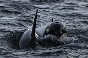 <b class=qtipBold><figcaption>Surfing The waves</figcaption></b><br>Orcas surfing the waves behind our boat. Image was taken in the Kaldfjord area.<br><em>© Wildestanimal 2015</em> Surfing The waves