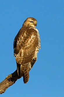 <b class=qtipBold><figcaption>The Surveyor</figcaption></b><br>Red Tailed Hawk<br><em>© Jim Cumming</em> The Surveyor