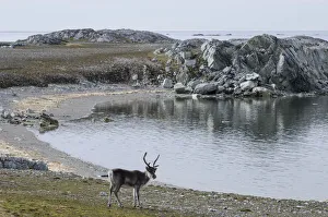Svalbard Reindeer -Rangifer tarandus platyrhynchus-, near Hyttevika, Spitsbergen Island Svalbard Reindeer -Rangifer tarandus platyrhynchus-, near Hyttevika, Spitsbergen Island