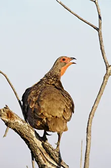 Swainsons Spurfowl (Francolinus swainsonii) Swainsons Spurfowl (Francolinus swainsonii)