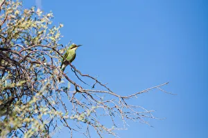 The swallow-tailed bee-eater is a near passerine bird in the bee-eater family Meropidae The swallow-tailed bee-eater is a near passerine bird in the bee-eater family Meropidae