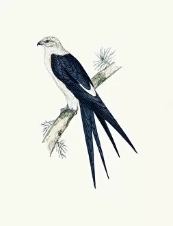 Swallow tailed Kite bird of prey