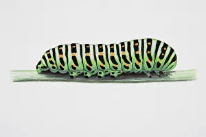 Swallow-tailed Moth (Ourapteryx sambucaria), caterpillar on narrow stem Swallow-tailed Moth (Ourapteryx sambucaria), caterpillar on narrow stem