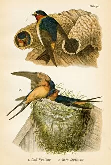 Barn Swallow Gallery: Swallows bird lithograph 1890