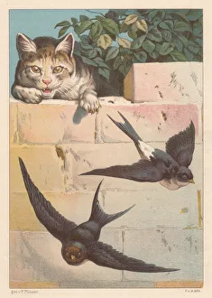 Swallows and cat, lithograph, published in 1884 Swallows and cat, lithograph, published in 1884