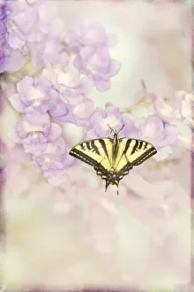 <b class=qtipBold><figcaption>Swallowtail Butterfly</figcaption></b><br>Textured image of a gorgeous yellow and black Swallowtail butterfly<br><em>© 2013 Susan Gary</em> Swallowtail Butterfly