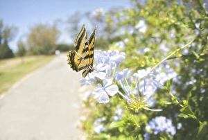 <b class=qtipBold><figcaption>Swallowtail butterfly</figcaption></b><br>Swallowtail butterfly perching on lilac-colored wildflowers along pathway, Huntington, Central Park.<br><em>© 2012 Susan Gary</em> Swallowtail butterfly