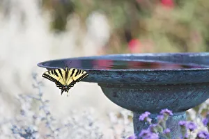 <b class=qtipBold><figcaption>Swallowtail Butterfly on Birdbath</figcaption></b><br>A Western Tiger Swallowtail butterfly dangling on the edge of a pretty birdbath which has colorful reflections in the water.<br><em>© 2010-2011 Susan Gary</em> Swallowtail Butterfly on Birdbath