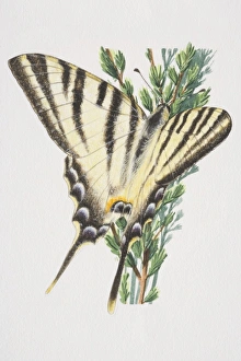 Swallowtail butterfly (papilio machaon), close up Swallowtail butterfly (papilio machaon), close up
