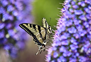 Swallowtail Butterfly on Perfect Purple bokeh Swallowtail Butterfly on Perfect Purple bokeh