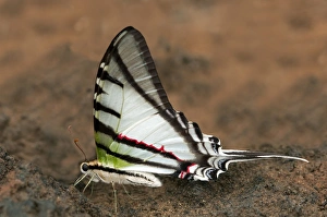 Swallowtail butterfly -Protesilaus glaucolaus-, Tambopata Nature Reserve, Madre de Dios Swallowtail butterfly -Protesilaus glaucolaus-, Tambopata Nature Reserve, Madre de Dios