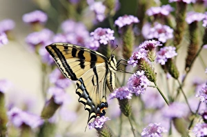 <b class=qtipBold><figcaption>Swallowtail butterfly on wildflowers</figcaption></b><br>Close up capture of Swallowtail Butterfly perched on pretty pink-purple flowers.<br><em>© 2010-2011 SusanGaryPhotography</em> Swallowtail butterfly on wildflowers