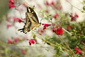 <b class=qtipBold><figcaption>Swallowtail Butterfly on wildflowers</figcaption></b><br>Swallowtail Butterfly perched on red wildflowers in the community garden area of Shipley Nature Center in Huntington Beach, California.<br><em>© 2010-2011 SusanGaryPhotography</em> Swallowtail Butterfly on wildflowers