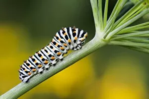 Swallowtail Gallery: Swallowtail caterpillar (Papilio machaon) to Dill (Anethum graveolens), Hesse, Germany