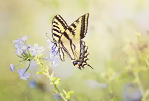 <b class=qtipBold><figcaption>Swallowtail Enjoying Phlox</figcaption></b><br>This Swallowtail butterfly is really digging down into the flower!<br><em>© @ 2013 Susan Gary</em> Swallowtail Enjoying Phlox