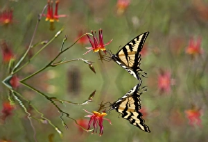 <b class=qtipBold><figcaption>Swallowtail in a Scarlet Dream</figcaption></b><br>A Western Tiger Swallowtail butterfly drawing the nectar at Red Columbine flowers with a lovely water reflection of the butterfly and flowers.<br><em>© 2009-2010 Susan Gary</em> Swallowtail in a Scarlet Dream