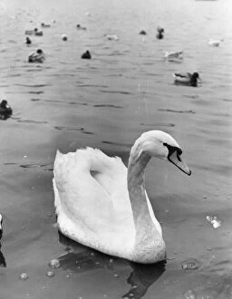 Swan In Hyde Park