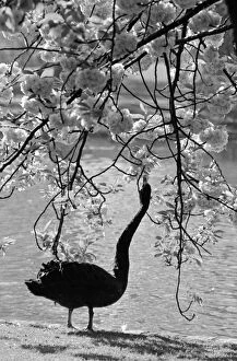 Swan In Park