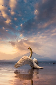 a Swan spread its wings with Mt. Fuji background a Swan spread its wings with Mt. Fuji background
