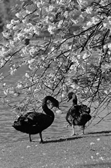 Swans In Park Swans In Park