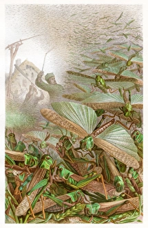 Swarm of grashoppers Chromolithograph 1884 Swarm of grashoppers Chromolithograph 1884