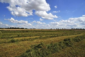 Swathed hay, cloudy sky with cumulus clouds, Gross Runz, Mecklenburg-Western Pomerania Swathed hay, cloudy sky with cumulus clouds, Gross Runz, Mecklenburg-Western Pomerania