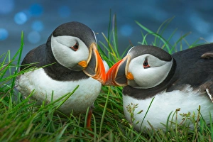 <b class=qtipBold><figcaption>Sweet Puffin couple</figcaption></b><br><em>© coolbiere</em> Sweet Puffin couple