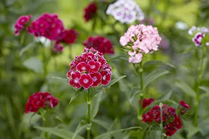 Sweet William -Dianthus barbatus-, garden, Austria Sweet William -Dianthus barbatus-, garden, Austria
