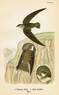 Swift and Bank Swallow bird lithograph 1890 Swift and Bank Swallow bird lithograph 1890