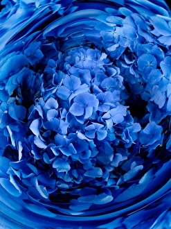 Swirl of blue flowers (Digital Composite) Swirl of blue flowers (Digital Composite)