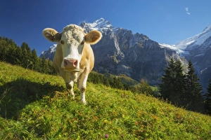 <b class=qtipBold><figcaption>Swiss Cow</figcaption></b><br>A swiss cow peers in towards the camera in Grindelwald, Switzerland.<br><em>© 2016 Chase Dekker Wild-Life Images</em> Swiss Cow