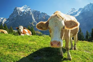 <b class=qtipBold><figcaption>Swiss Cow</figcaption></b><br>A swiss cow peers in towards the camera while more relax across a meadow in Grindelwald, Switzerland.<br><em>© 2016 Chase Dekker Wild-Life Images</em> Swiss Cow