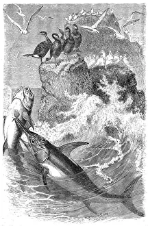 Swordfish (Xypias gladius)