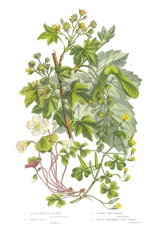 Sycamore, Acer and Wood Sorrel Victorian Botanical Illustration Sycamore, Acer and Wood Sorrel Victorian Botanical Illustration