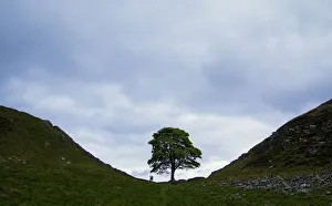 Sycamore gap, iconic place along Hadrians wall, England Sycamore gap, iconic place along Hadrians wall, England