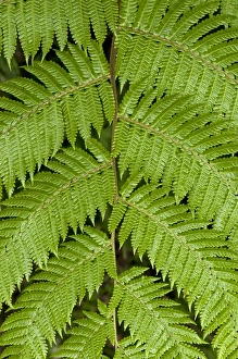 Symmetry of a frond, Tandayapa region, Andean cloud forest, Ecuador, South America Symmetry of a frond, Tandayapa region, Andean cloud forest, Ecuador, South America