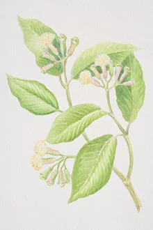 Syzygium aromaticum, Clove, sprig with flowerheads Syzygium aromaticum, Clove, sprig with flowerheads
